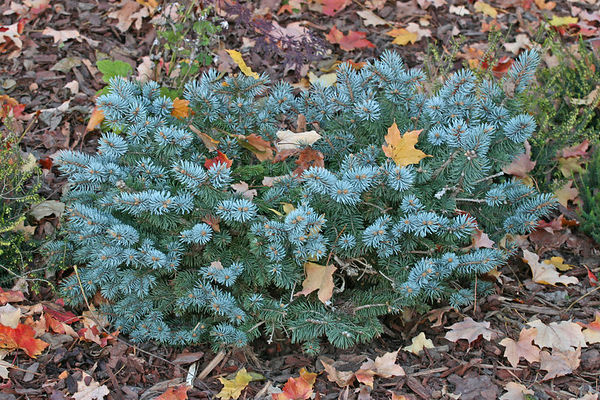 Picea pungens 