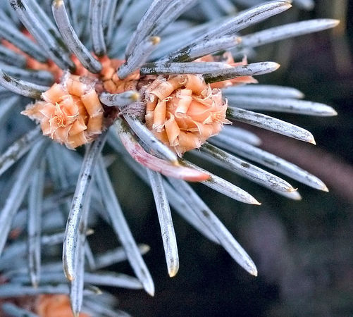 Picea pungens 