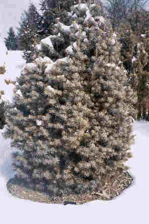 Abies concolor 