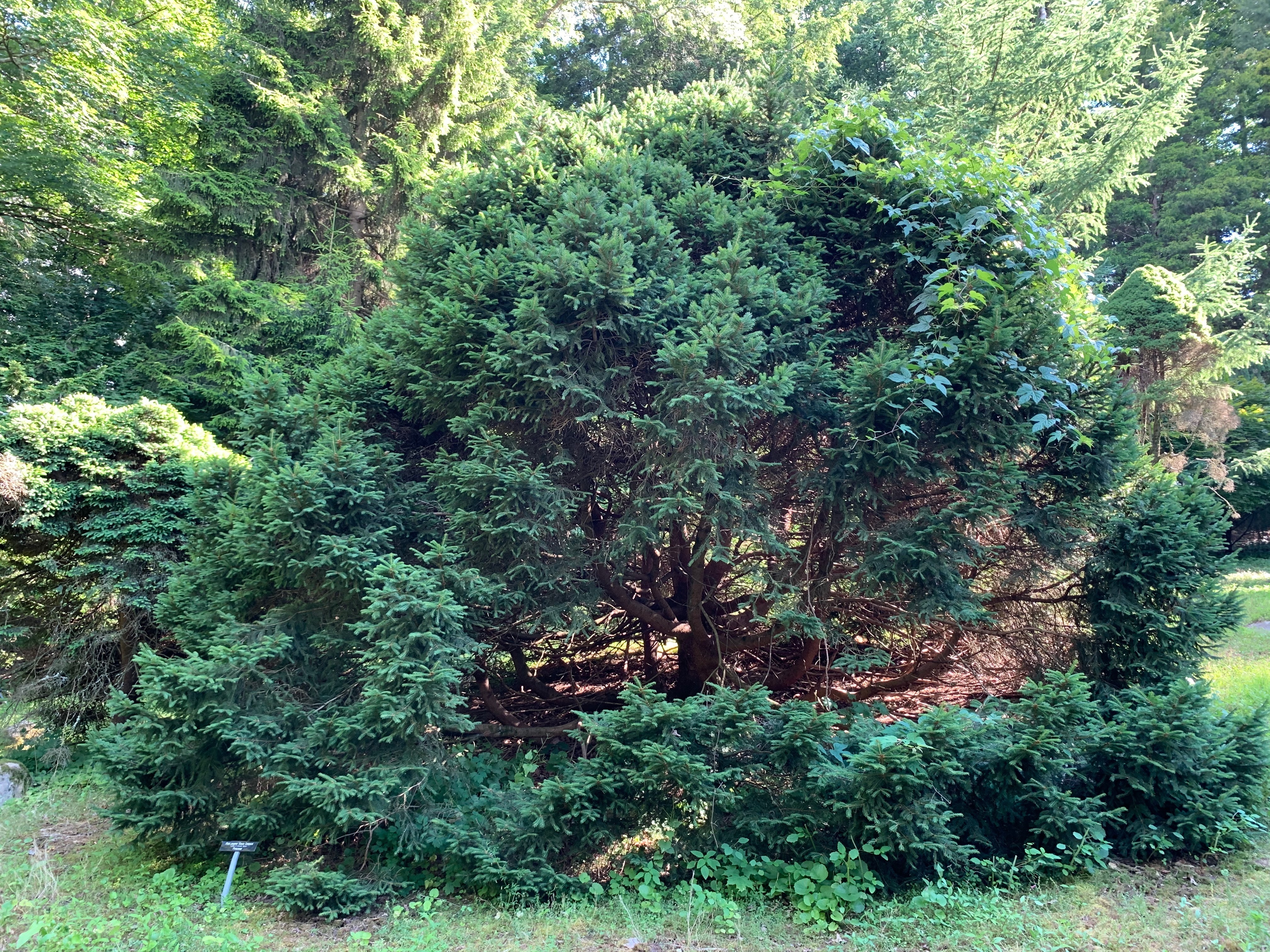Picea pungens 