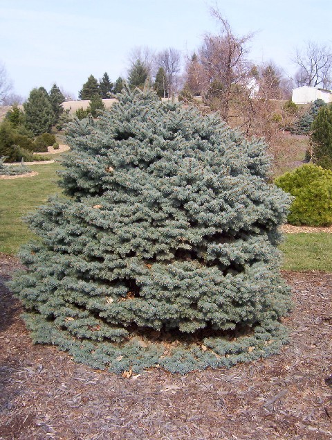 Picea pungens 