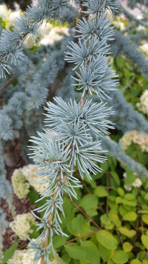 Cedrus atlantica 