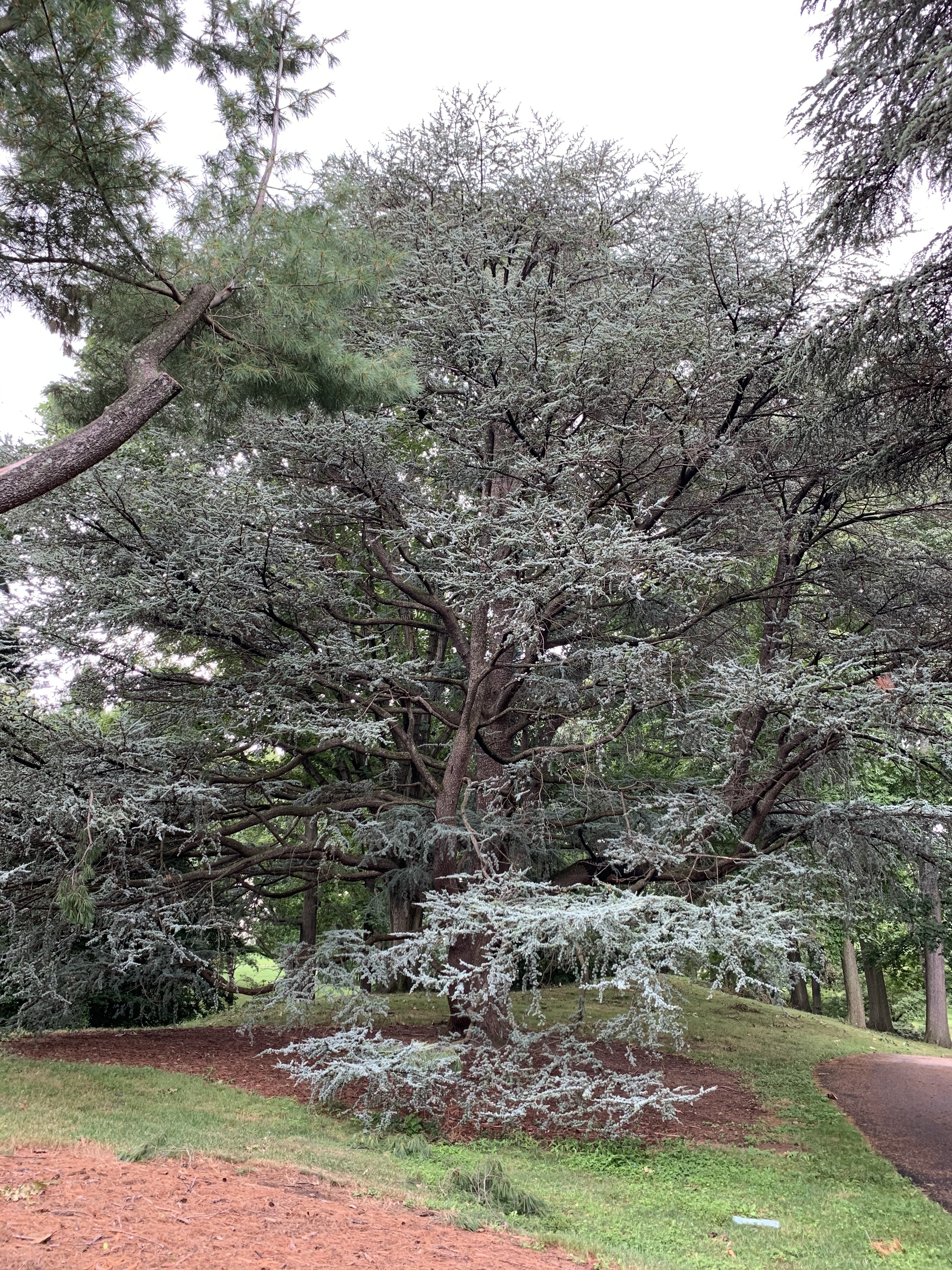 Cedrus atlantica 