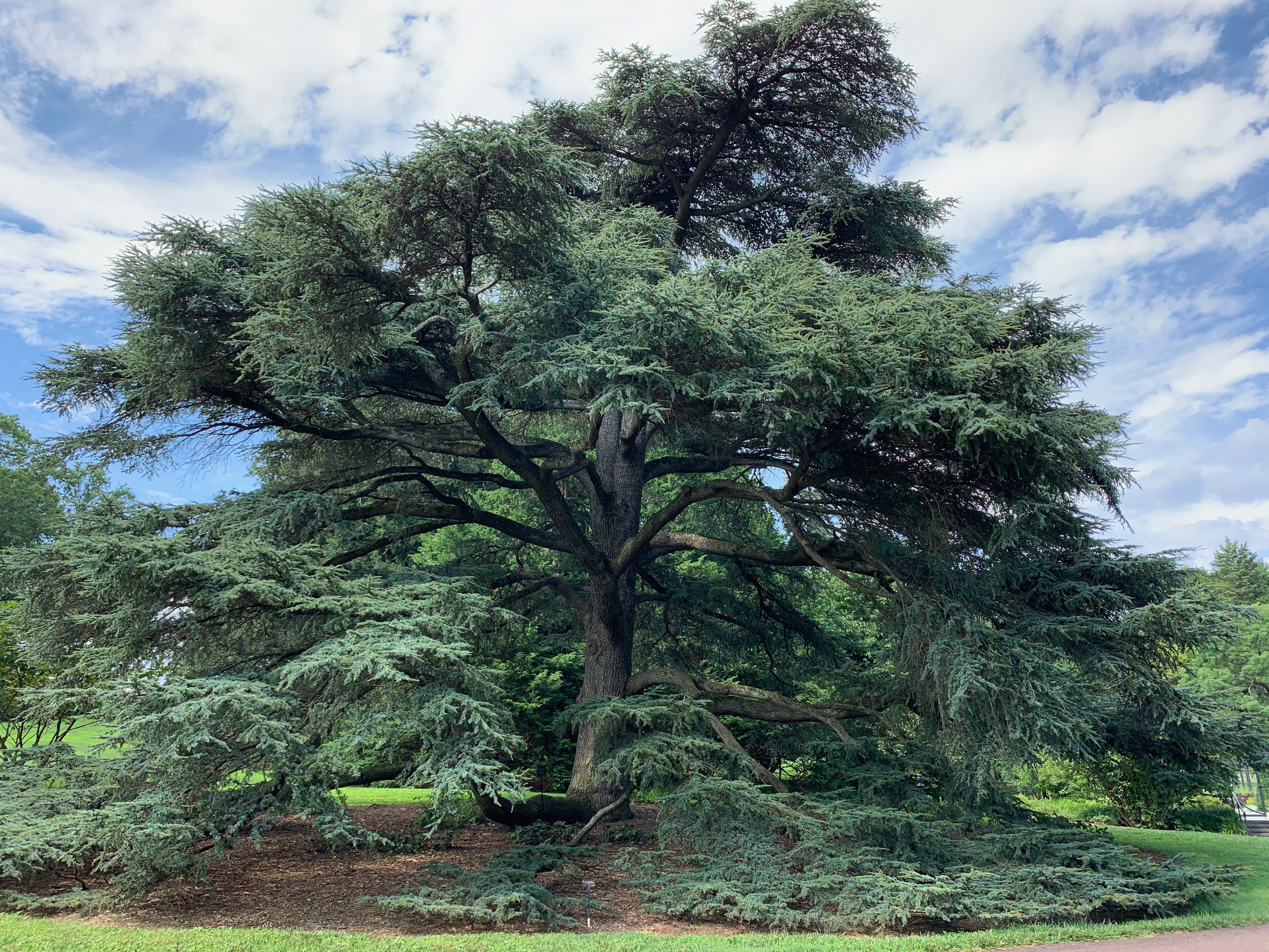 Cedrus atlantica 