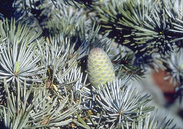 Cedrus atlantica 