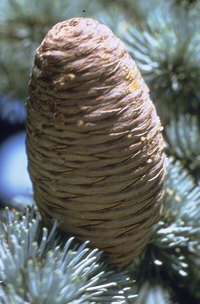 Cedrus atlantica 