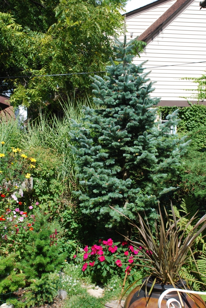 Abies lasiocarpa 
