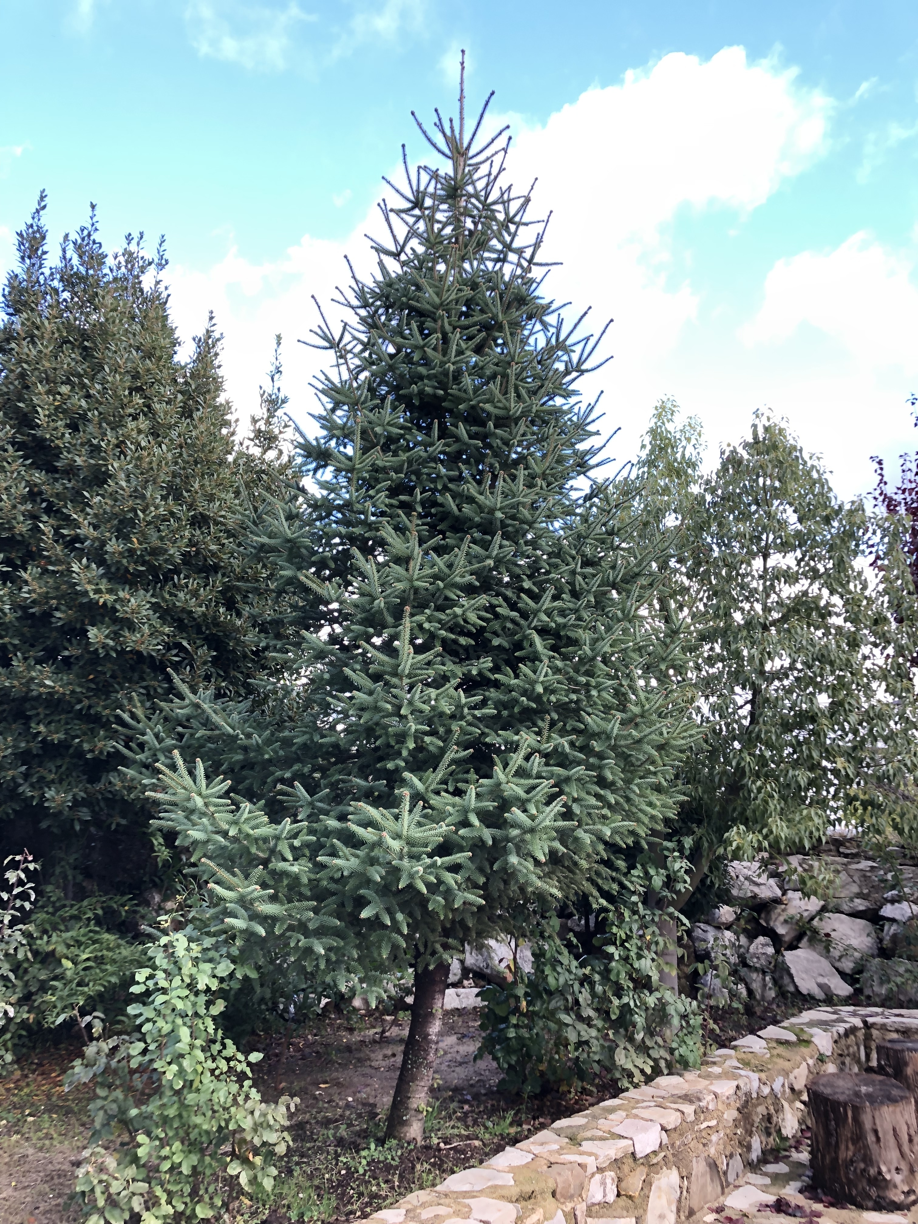 Abies pinsapo 