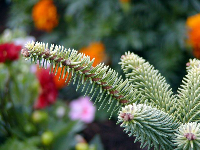 Abies pinsapo 