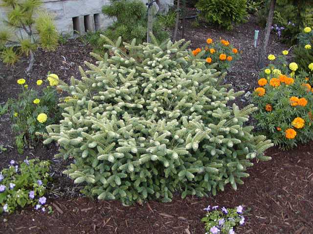 Abies pinsapo 