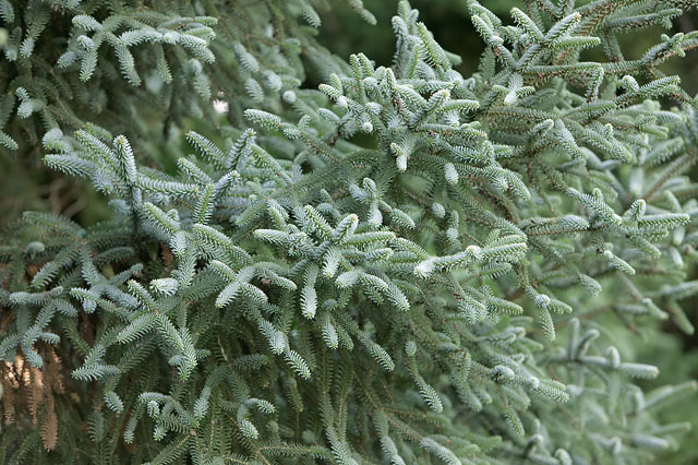 Abies pinsapo 