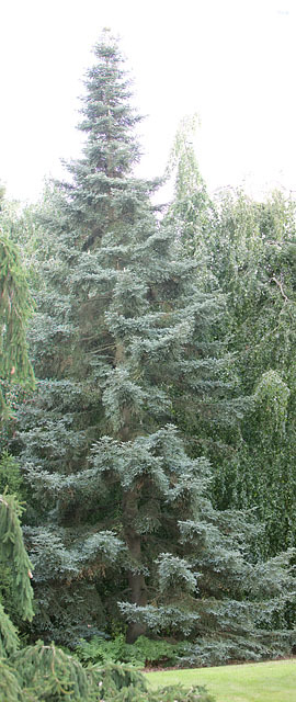 Abies pinsapo 