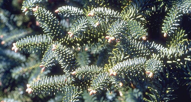 Abies pinsapo 