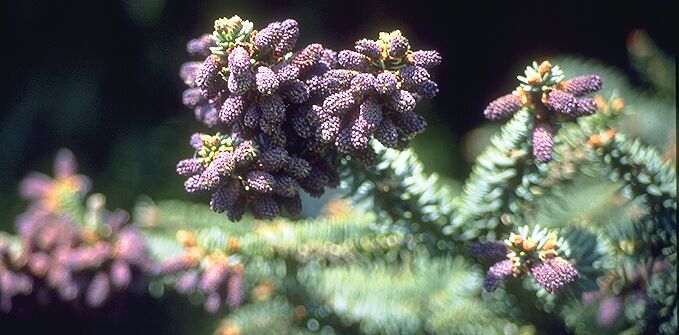 Abies pinsapo 