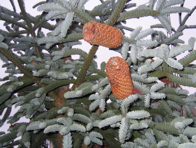 Abies procera 