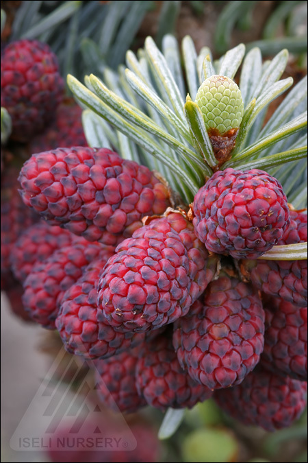Abies procera 