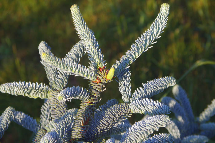 Abies procera 