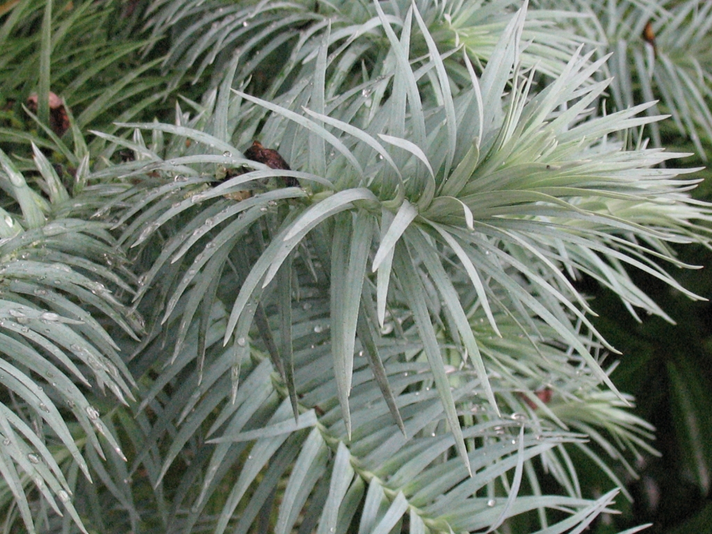 Cunninghamia lanceolata 
