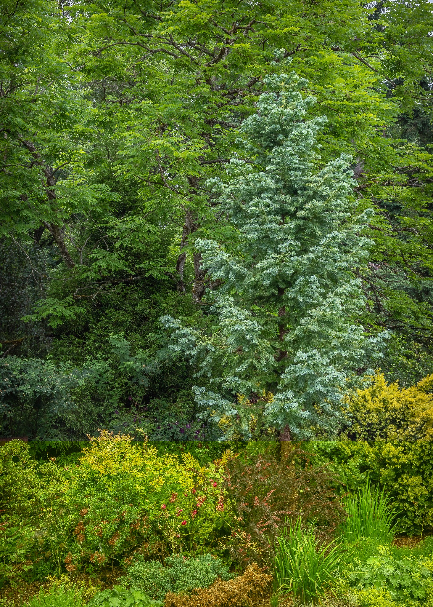 Cunninghamia lanceolata 