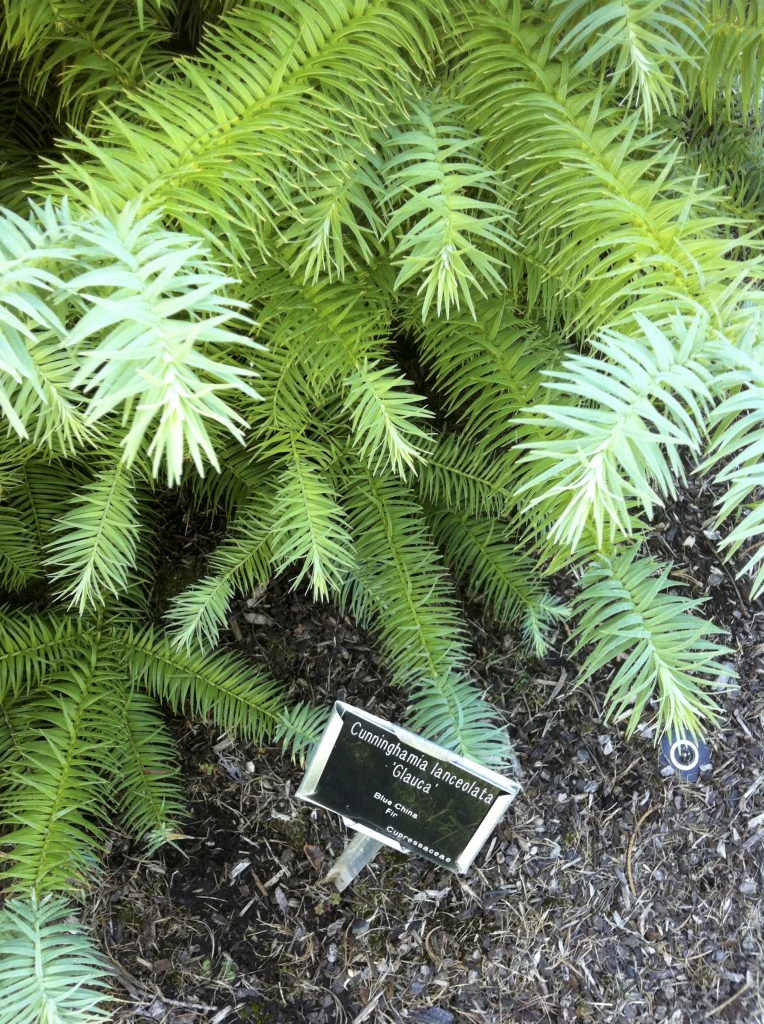 Cunninghamia lanceolata 