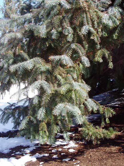 Cunninghamia lanceolata 