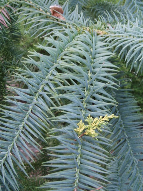 Cunninghamia lanceolata 