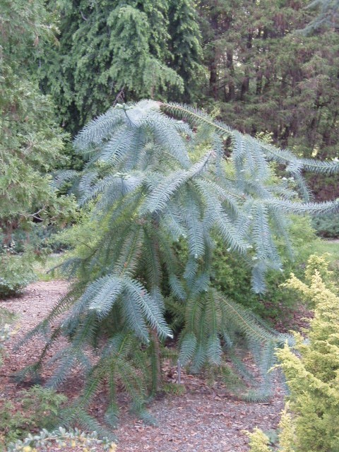 Cunninghamia lanceolata 