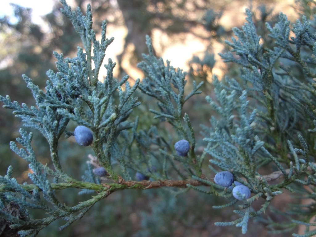 Juniperus virginiana 