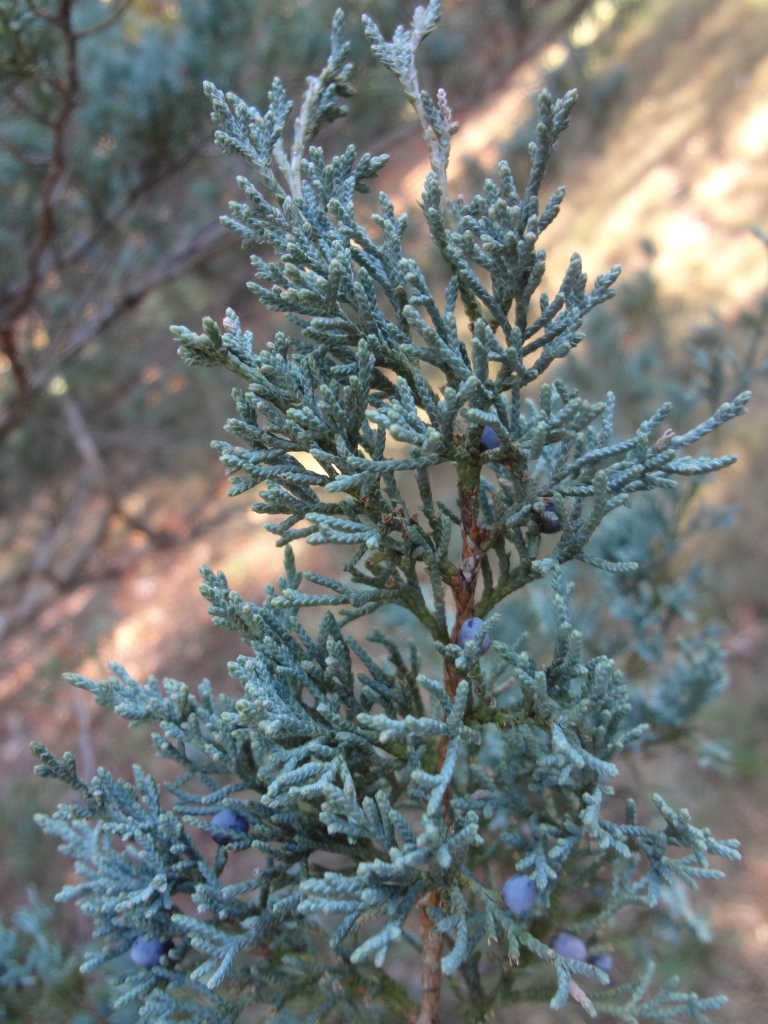 Juniperus virginiana 