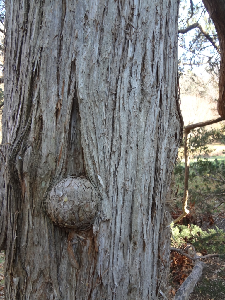 Juniperus virginiana 