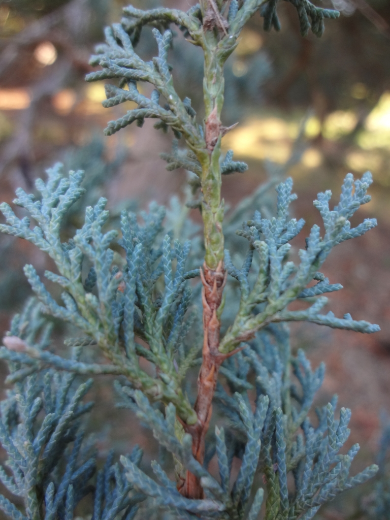 Juniperus virginiana 
