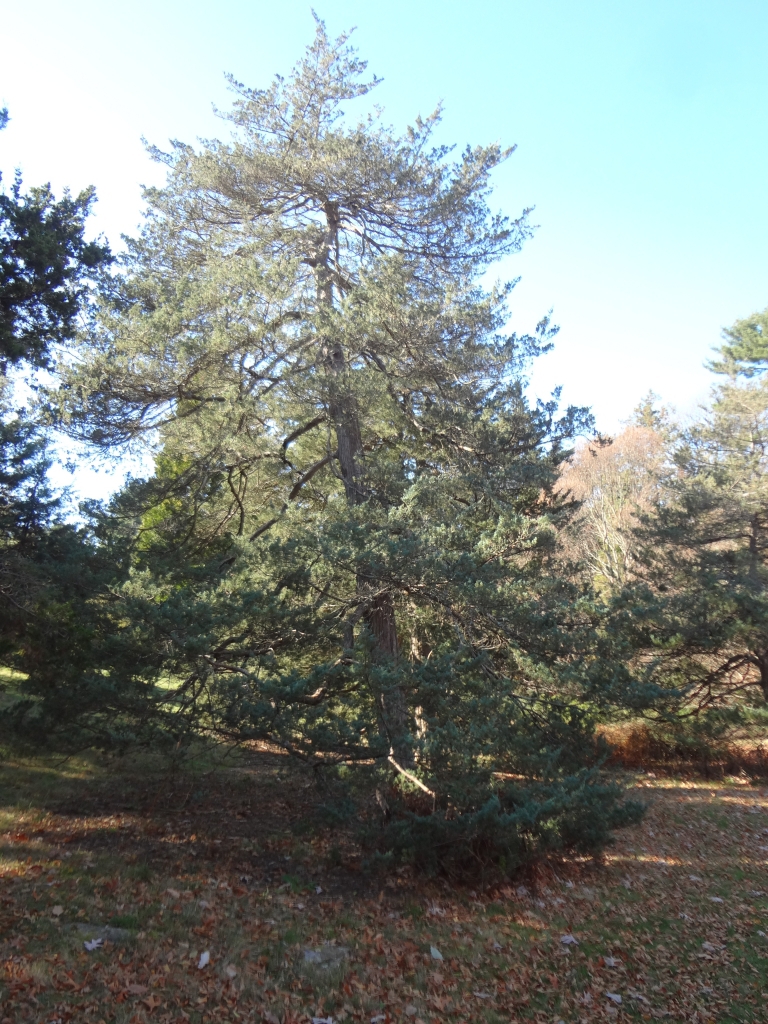 Juniperus virginiana 