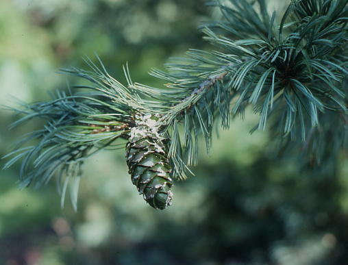 Pinus flexilis 