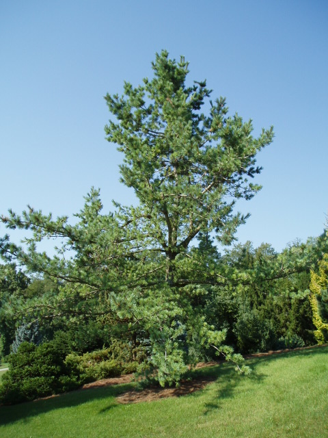 Pinus flexilis 