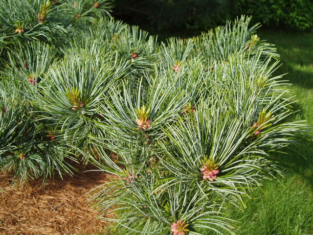 Pinus koraiensis 