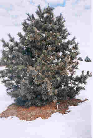 Pinus koraiensis 