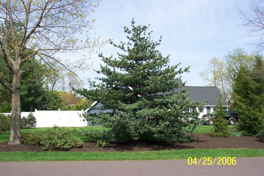 Pinus parviflora 
