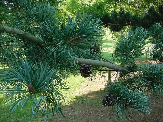 Pinus parviflora 