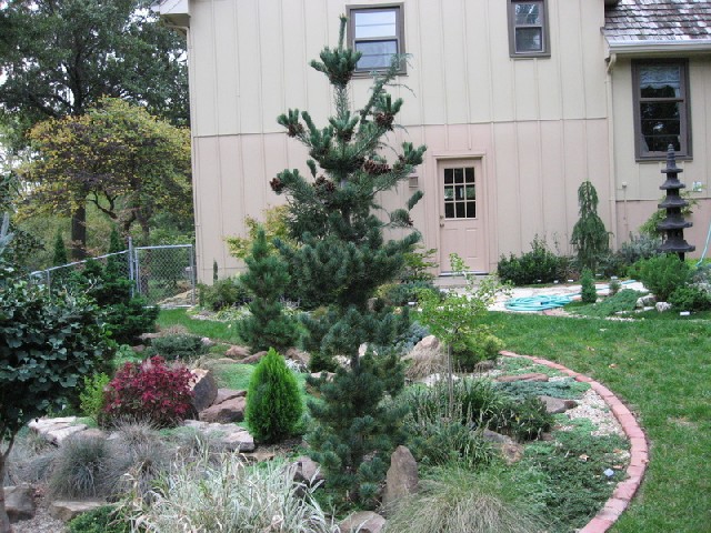 Pinus parviflora 