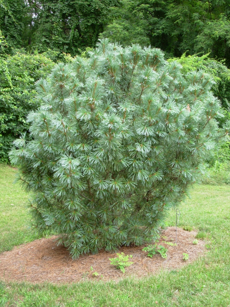 Pinus pumila 