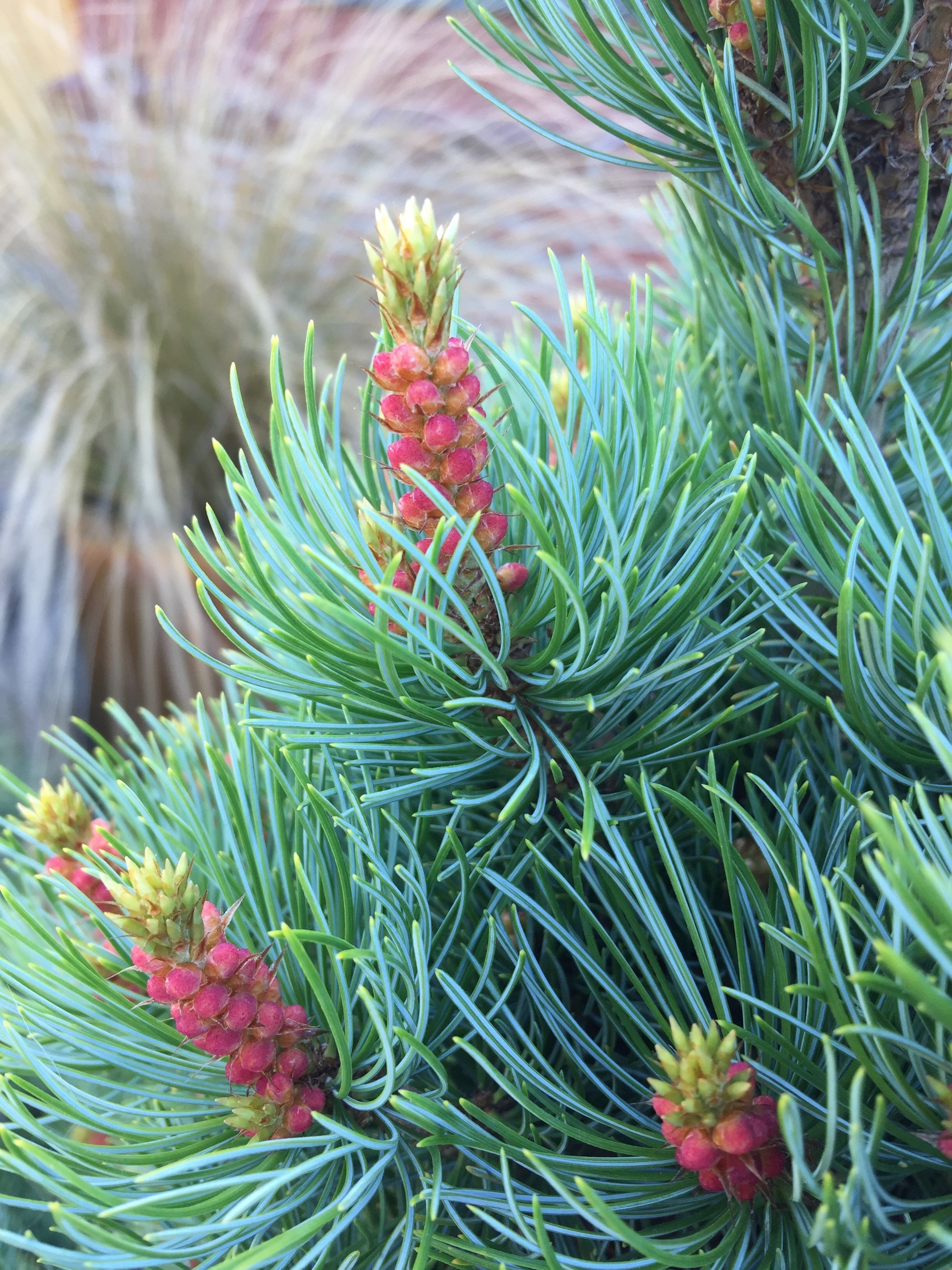 Pinus pumila 
