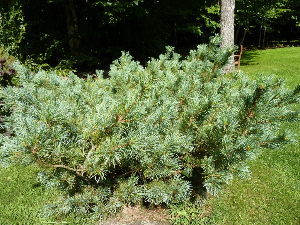 Pinus pumila 