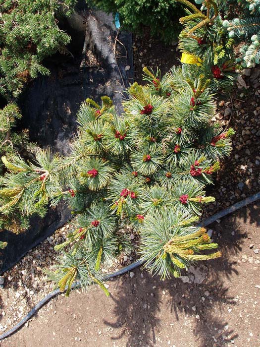 Pinus pumila 