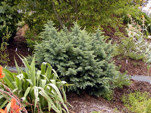 Cedrus deodara 