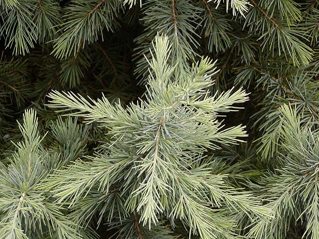 Cedrus deodara 