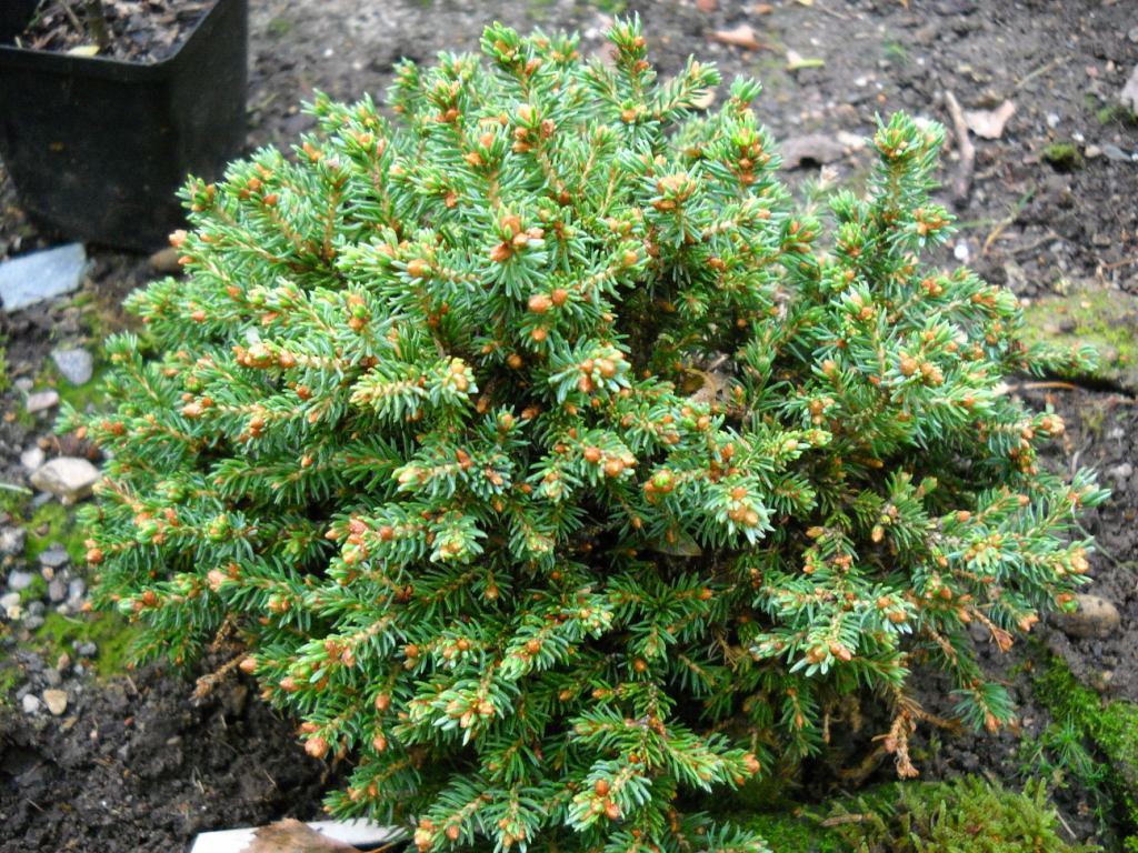 Picea abies 
