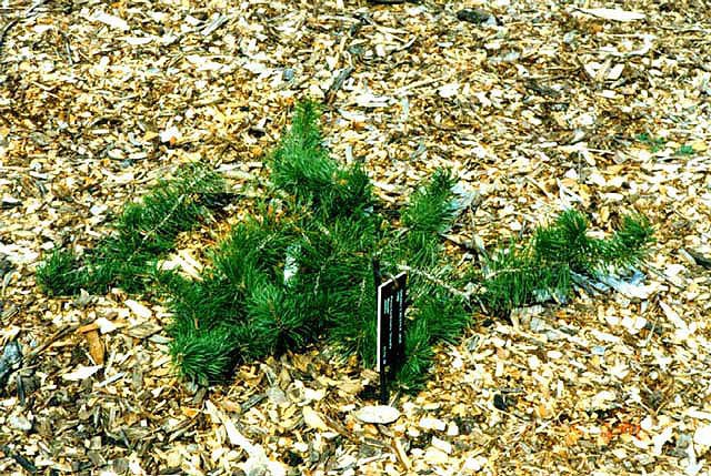 Pinus banksiana 
