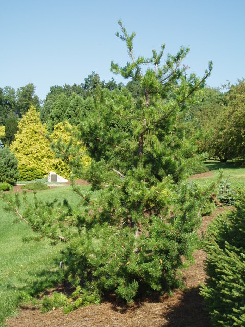 Pinus banksiana 