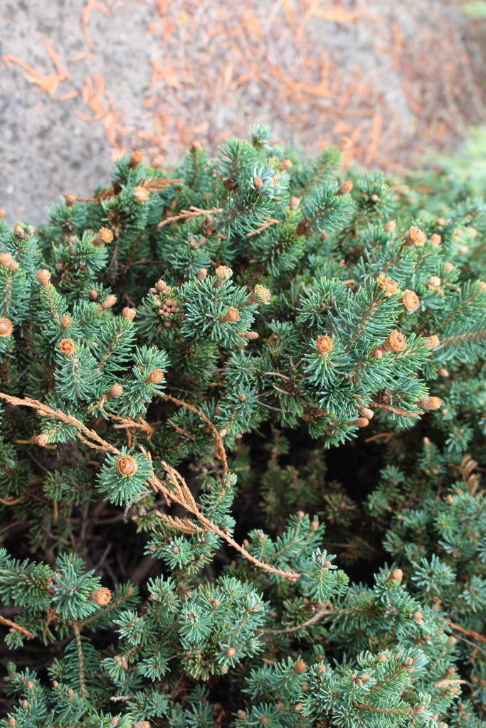 Picea glauca 