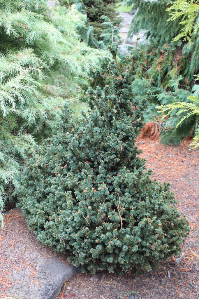 Picea glauca 